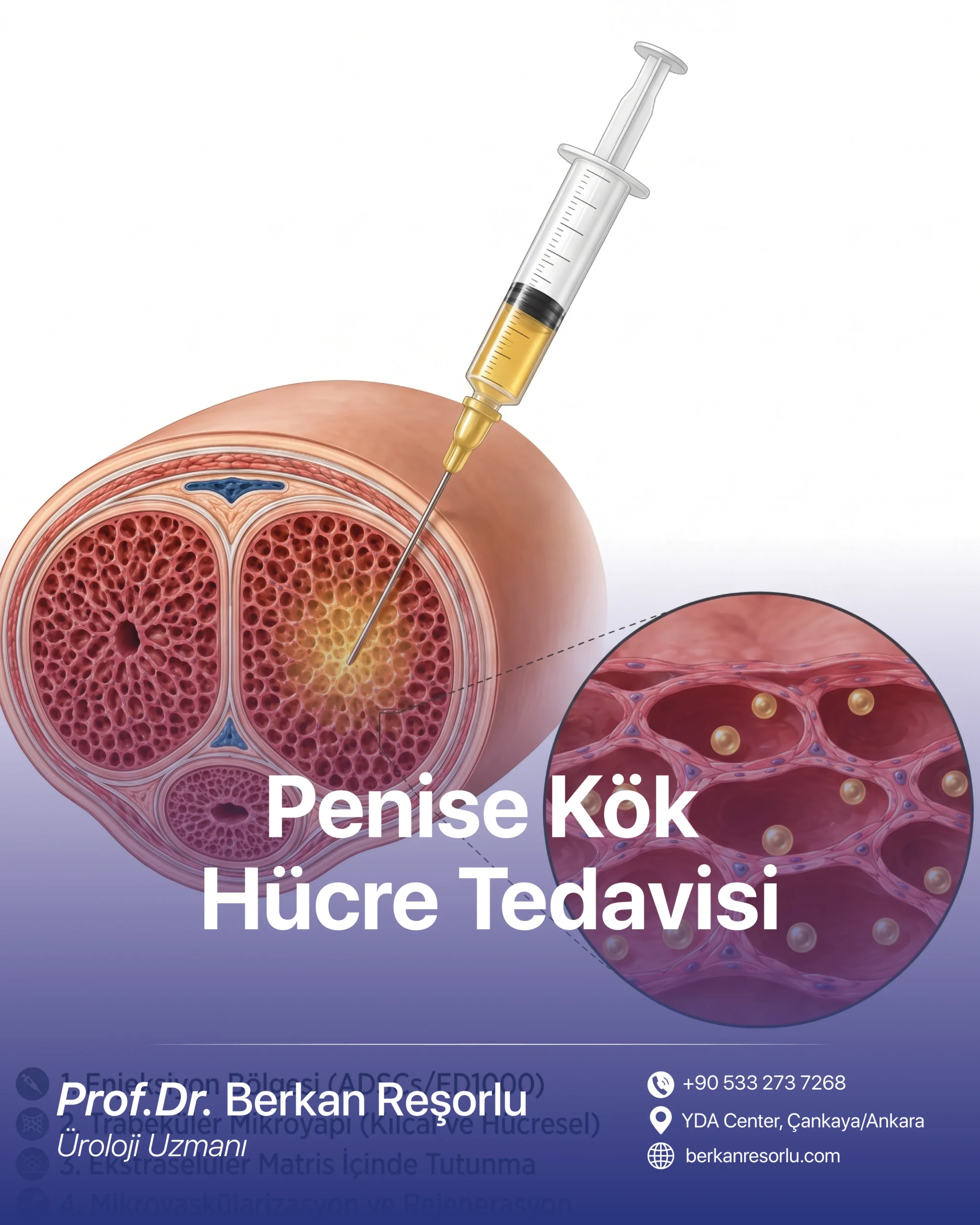 Penise Kök Hücre Tedavisi